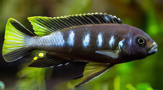 Pseudotropheus Elongatus Chewere Malawi African Cichlid.