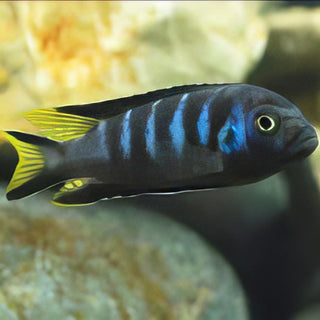Pseudotropheus Elongatus Chewere Malawi African Cichlid.