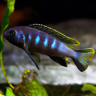 Pseudotropheus Elongatus Chewere Malawi African Cichlid.