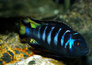 Pseudotropheus Elongatus Chewere Malawi African Cichlid.