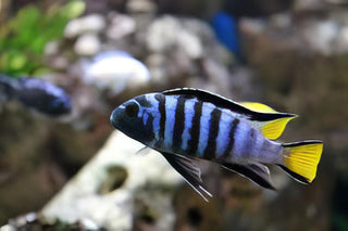 Pseudotropheus Elongatus Mpanga Malawi African Cichlid.