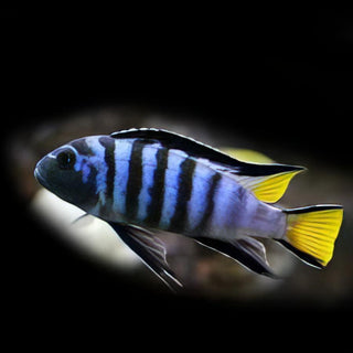 Pseudotropheus Elongatus Mpanga Malawi African Cichlid.