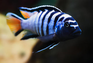 Pseudotropheus Elongatus Mpanga Malawi African Cichlid.
