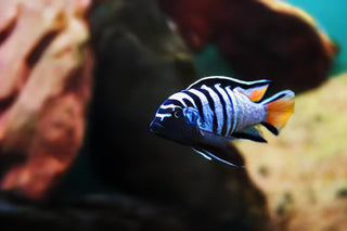 Pseudotropheus Elongatus Mpanga Malawi African Cichlid.