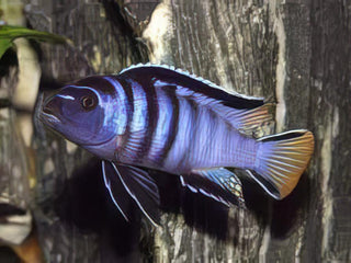 Pseudotropheus Elongatus Mpanga Malawi African Cichlid.