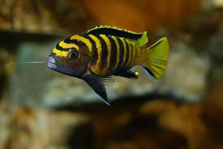 Pseudotropheus Flavus Malawi African Cichlid.