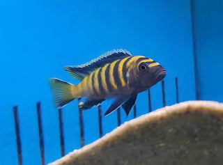 Pseudotropheus Flavus Malawi African Cichlid.