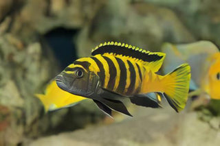 Pseudotropheus Flavus Malawi African Cichlid.