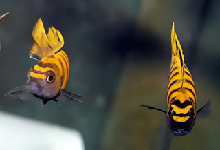 Pseudotropheus Flavus Malawi African Cichlid.