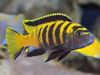Pseudotropheus Flavus Malawi African Cichlid.
