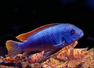 Pseudotropheus Greshakei Malawi African Cichlid.