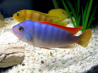 Pseudotropheus Greshakei Malawi African Cichlid.
