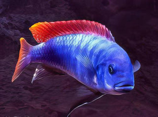 Pseudotropheus Greshakei Malawi African Cichlid.
