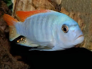 Pseudotropheus Greshakei Malawi African Cichlid.