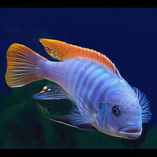 Pseudotropheus Greshakei Malawi African Cichlid.