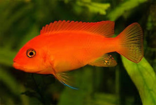Pseudotropheus Maylandia Zebra Red Malawi African Cichlid.