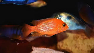 Pseudotropheus Maylandia Zebra Red Malawi African Cichlid.