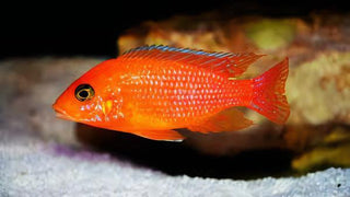 Pseudotropheus Maylandia Zebra Red Malawi African Cichlid.