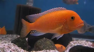 Pseudotropheus Maylandia Zebra Red Malawi African Cichlid.