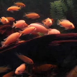 Pseudotropheus Maylandia Zebra Red Malawi African Cichlid.