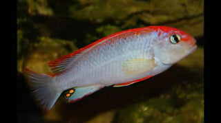 Pseudotropheus Ndumbi Red Top Malawi African Cichlid.