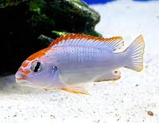 Pseudotropheus Ndumbi Red Top Malawi African Cichlid.