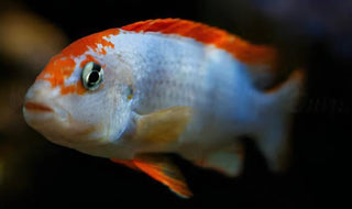 Pseudotropheus Ndumbi Red Top Malawi African Cichlid.
