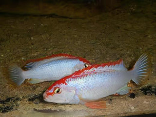 Pseudotropheus Ndumbi Red Top Malawi African Cichlid.