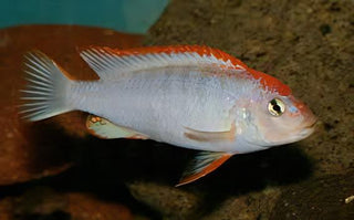 Pseudotropheus Ndumbi Red Top Malawi African Cichlid.