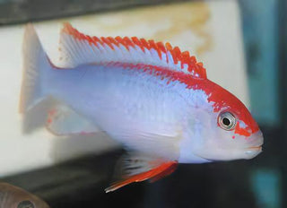 Pseudotropheus Ndumbi Red Top Malawi African Cichlid.