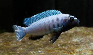 Pseudotropheus Polit Lions Cove Malawi African Cichlid.