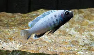 Pseudotropheus Polit Lions Cove Malawi African Cichlid.