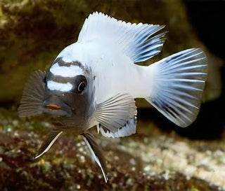 Pseudotropheus Polit Lions Cove Malawi African Cichlid.