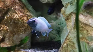Pseudotropheus Polit Lions Cove Malawi African Cichlid.