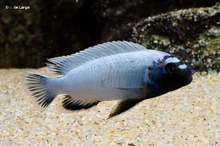 Pseudotropheus Polit Lions Cove Malawi African Cichlid.