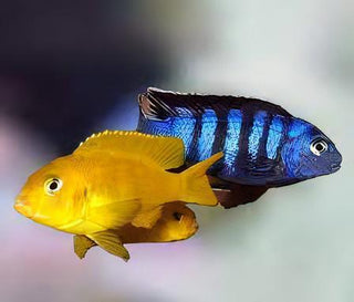 Pseudotropheus Saulosi Malawi African Cichlid.