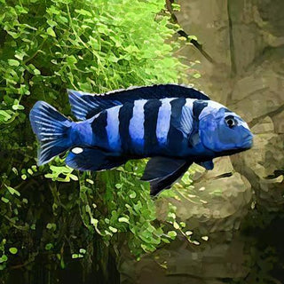 Pseudotropheus Saulosi Malawi African Cichlid.