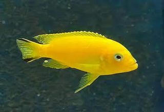 Pseudotropheus Saulosi Malawi African Cichlid.