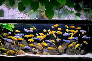 Pseudotropheus Saulosi Malawi African Cichlid.