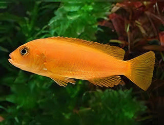 Pseudotropheus Saulosi Red Coral Malawi African Cichlid.
