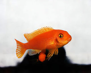 Pseudotropheus Saulosi Red Coral Malawi African Cichlid.