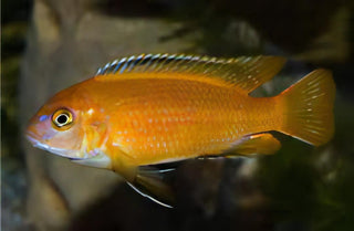 Pseudotropheus Saulosi Red Coral Malawi African Cichlid.