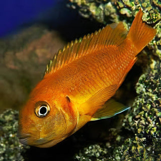 Pseudotropheus Saulosi Red Coral Malawi African Cichlid.