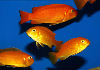 Pseudotropheus Saulosi Red Coral Malawi African Cichlid.