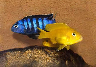 Pseudotropheus Saulosi Malawi African Cichlid.