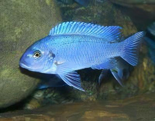 Pseudotropheus Maylandia Zebra Blue Malawi African Cichlid.