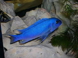 Pseudotropheus Maylandia Zebra Blue Malawi African Cichlid.