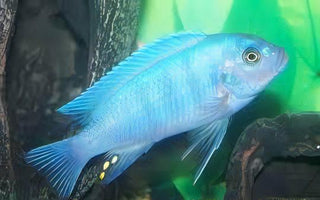 Pseudotropheus Maylandia Zebra Blue Malawi African Cichlid.