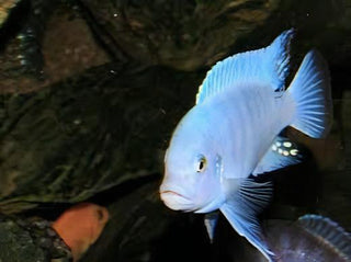 Pseudotropheus Maylandia Zebra Blue Malawi African Cichlid.