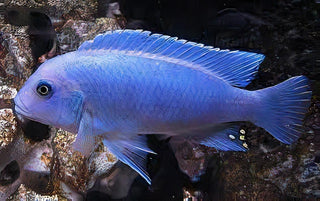 Pseudotropheus Maylandia Zebra Blue Malawi African Cichlid.